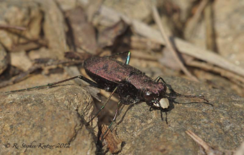 Cylindera unipunctata